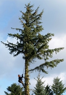 Høje træer klares af Træfældning Skjern-Tarm