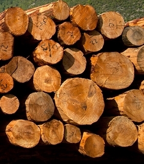 Træ og tømmer hos Træfældning & Liftudlejning