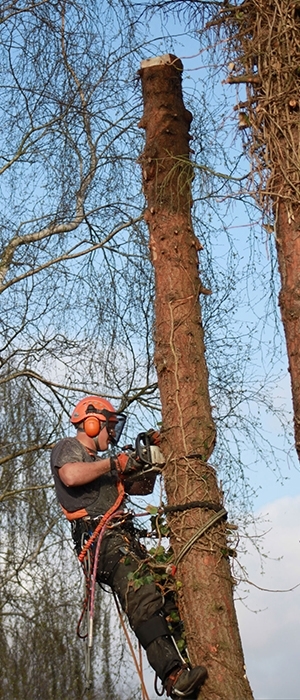 Træfældning af vanskelige træer Skjern-Tarm